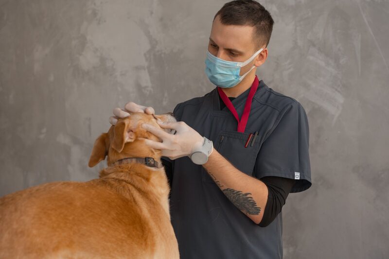 Veterinær undersøker et kjæledyr på en dyreklinikk i Oslo